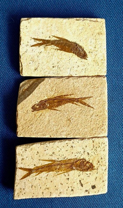 Tharsis dubius * 原始骨鱼化石 * 约 1.51 亿年前 - 骨骼化石 - Tharsis dubius - 35 mm - 58 mm