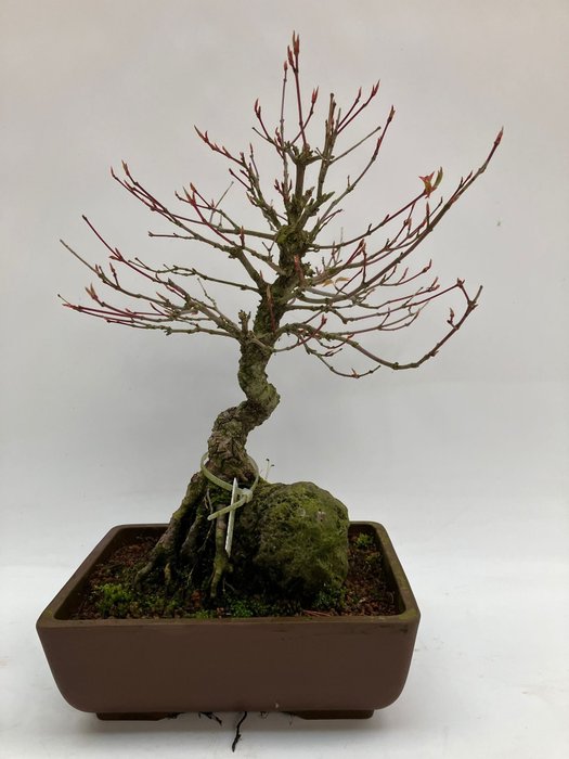 Japanese maple bonsai (Acer palmatum) - Hoogte (boom): 30 cm - Diepte (boom): 25 cm - Japan