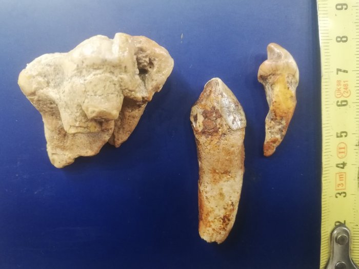 洞熊 - 牙齒化石 - Ursus spelaeus