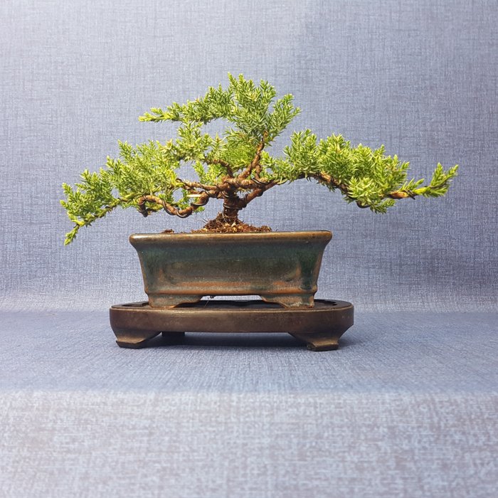 Enbärsträds-bonsai (Juniperus) - Höjd (träd): 13 cm - Djup (träd): 27 cm - Spanien