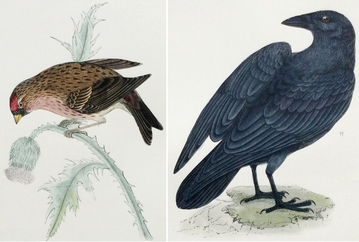 F.O. Morris / Alexander Lydon / Benjamin Fawcett - A History of British Birds [set of plates] - 1895
