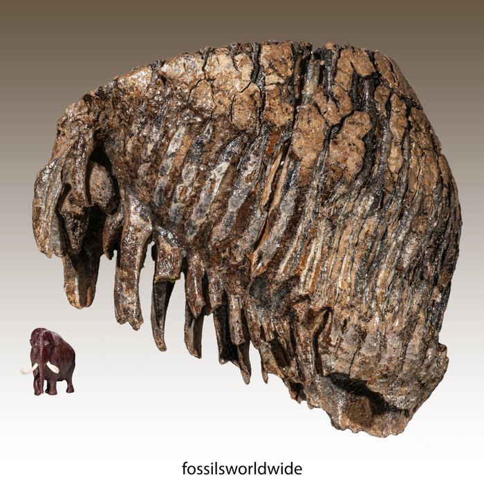 bardzo duży trzonowiec mamuta włochatego - Skamieniały trzonowiec - Mammuthus primigenius - 21.5 cm - 19 cm