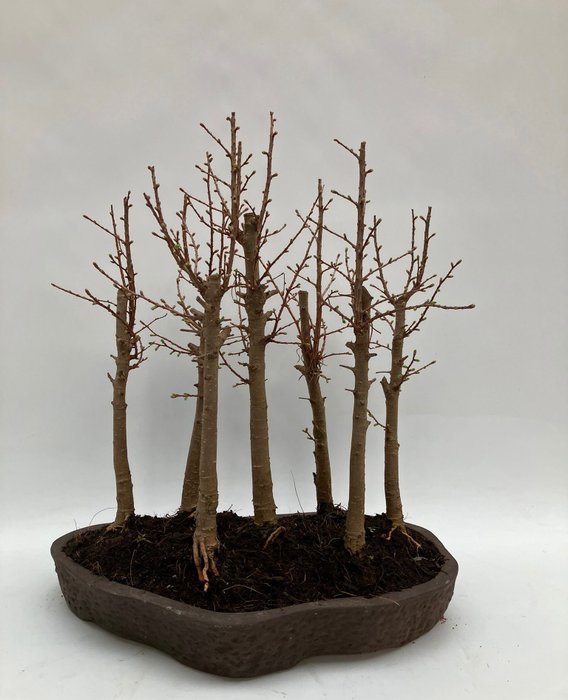Pseudolarix amabilis - Höhe (Baum): 44 cm - Tiefe (Baum): 34 cm - Niederlande
