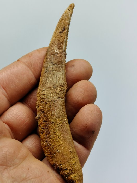 Shark ryggfinne - Fossilt fragment - hybodus - 125 mm - 20 mm