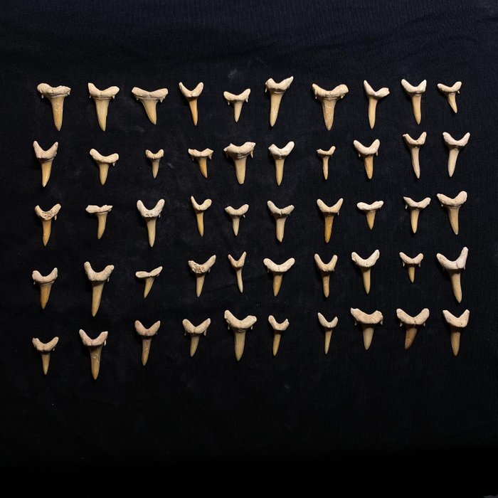 Καρχαρίας - Απολιθωμένα δόντια - Carcharias  (χωρίς τιμή ασφαλείας)