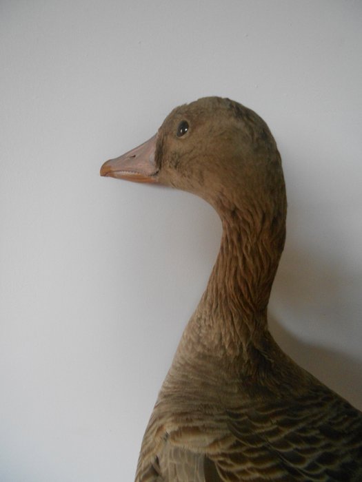 Ganso Corpo inteiro embalsamado - Oie cendrée Anser anser - Greylag Goose - 0 cm - 0 cm - 0 cm - pré-CITES (isto é, pré-1947) - 1