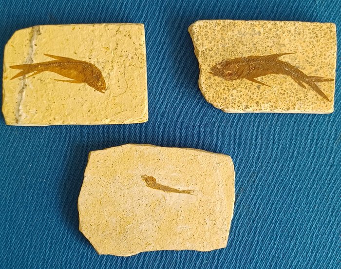 Tharsis dubius * Original fossil beinfisk * ca 151 millioner år gammel - Fossilt skjelett - Tharsis dubius - 35 mm - 55 mm