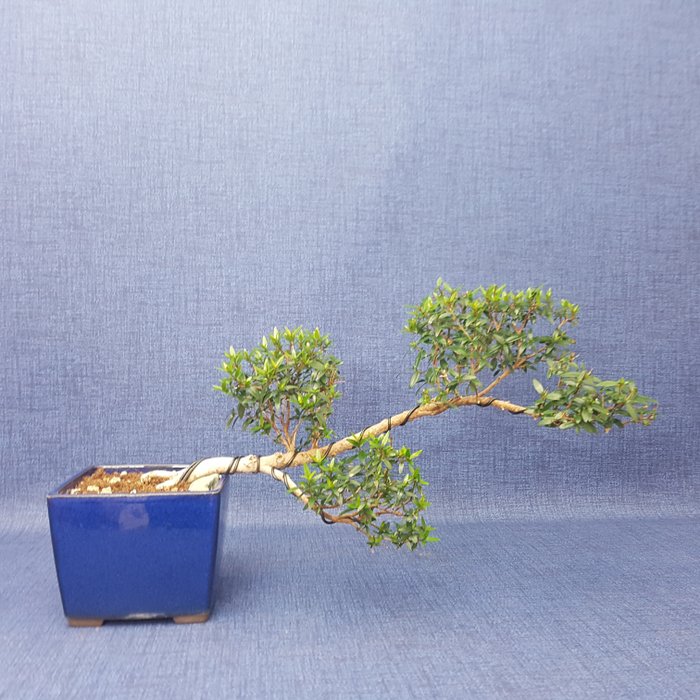 Myrtenbonsai (Myrtus communis) - Höhe (Baum): 14 cm - Tiefe (Baum): 36 cm - Spanien