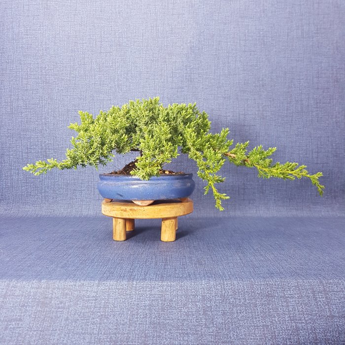 Bonsái de junípero (Juniperus) - Altura (árbol): 12 cm - Profundidad (árbol): 42 cm - España