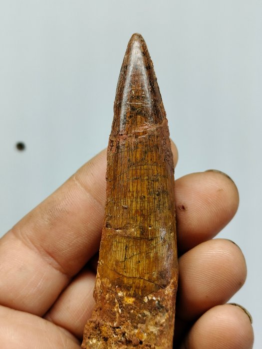 precioso diente de Dinosaurio - Diente fósil - Espinosaurus Aegyptiacus - 111 mm - 26 mm