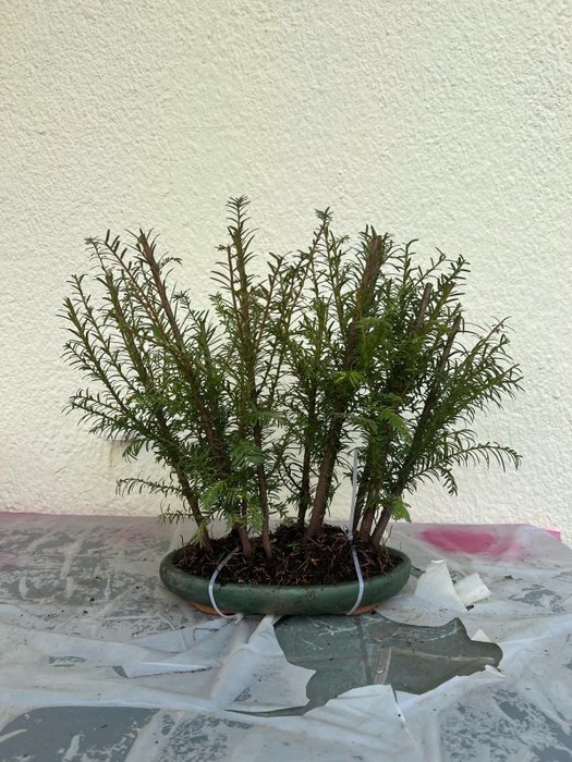 Barlind bonsai (Taxus) - Høyde (tre): 38 cm - Dybde (tre): 50 cm - Japan