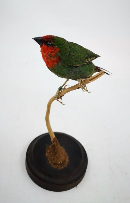 Rødhovedet papegøjefinke Taksidermi fuld kropsmontering - Erythrura psittacea - 18 cm - 0 cm - 10 cm - Ikke-CITES arter