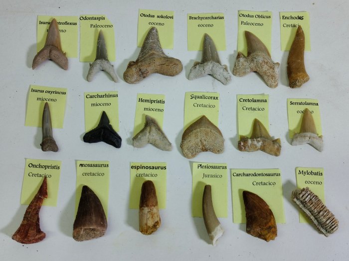 Grande coleção de 18 dentes de dinossauro e tubarão - Dentes fósseis