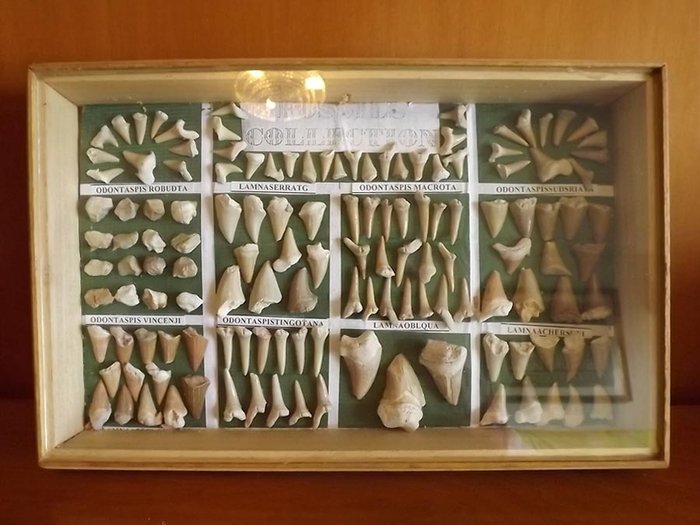 Fossile Zähne