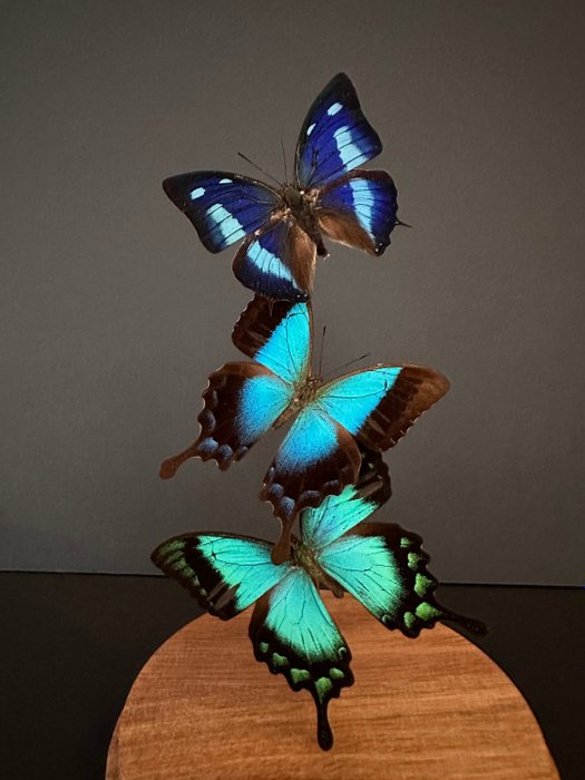 Borboleta Corpo inteiro embalsamado - Envolée de 3 Papillons Exotiques Cyanea blue form- Péricles-Albertisi sous globe - 27 cm - 14 cm - 14 cm - Espéciesnão-CITES - 1