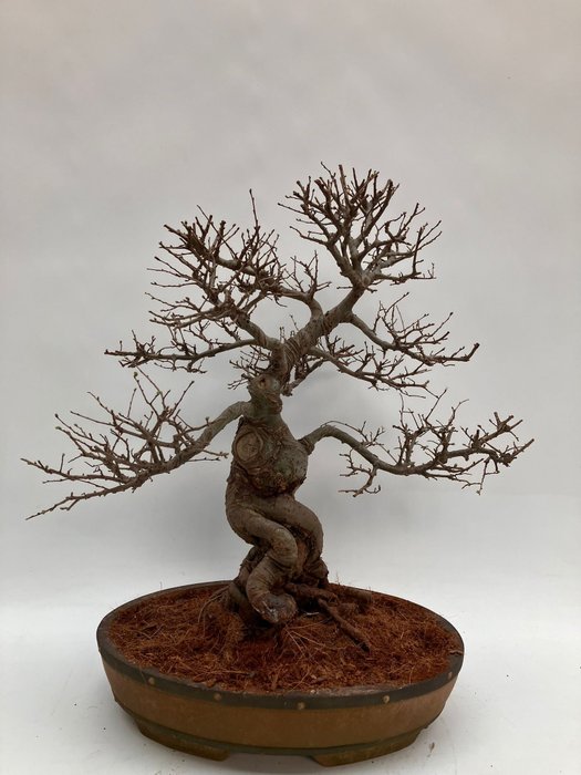 Japansk alm- bonsai (Zelkova) - Höjd (träd): 42 cm - Djup (träd): 42 cm - Nederländerna