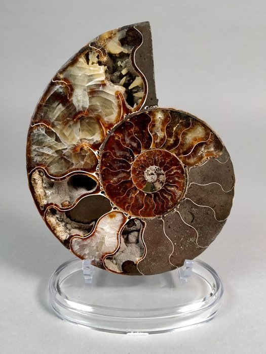 Ammonit - Toppkvalitet - monterad på stativ - Fossiliserat djur - Aioloceras (Cleoniceras) sp. - 13.7 cm - 11.7 cm