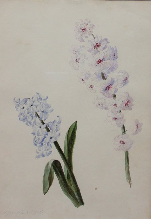 Austrian Biedermeier School (XIX) - Study of Hyacinthas orientalis