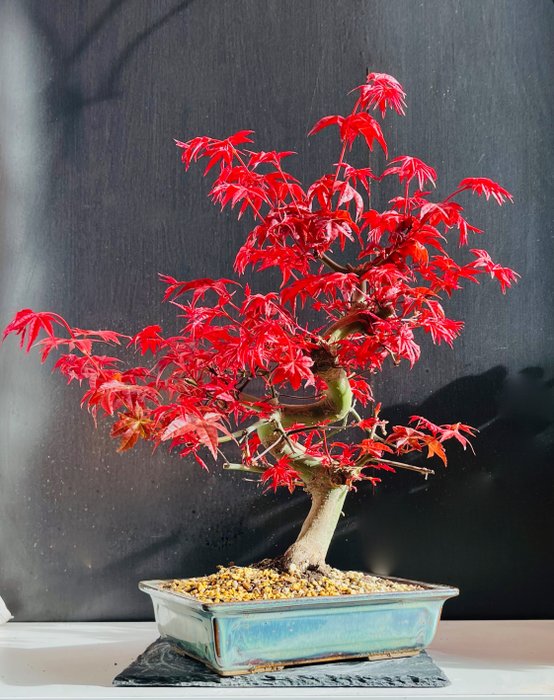 Japanese maple bonsai (Acer palmatum) - Höjd (träd): 45 cm - Djup (träd): 40 cm - Japan