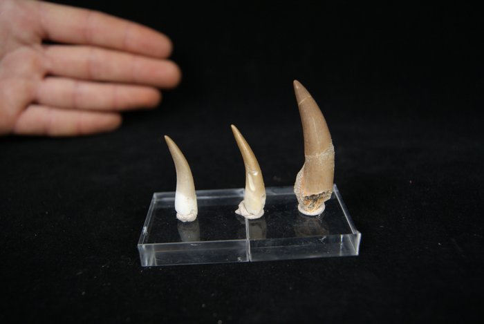 Collection de plésiosaures naturels - Défense fossilisée - Plesiosaurio  (Sans Prix de Réserve)