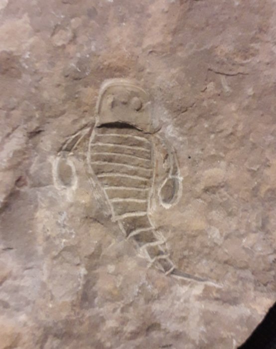 escorpión de mar - Animal fosilizado - Eurypterus tetragonophtalmus - 8 cm - 9 cm