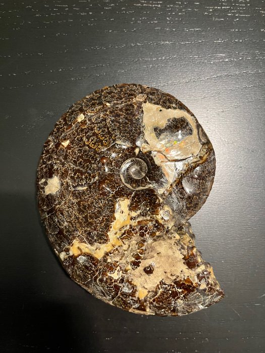 斑彩石 - 动物化石 - Placenticeras - 13 cm - 10 cm