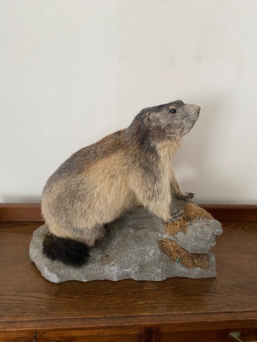 Alppimurmeli Täytetyn eläimen koko kehon jalusta - Marmota marmota - 41 cm - 30 cm - 46 cm - non-CITES species - 1
