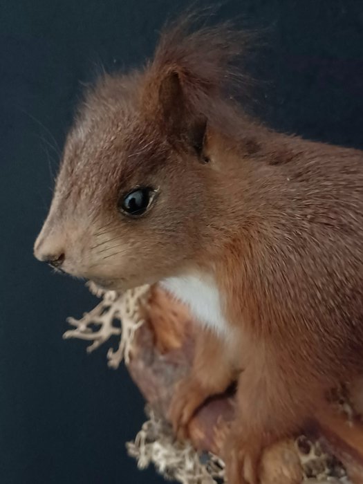 Rødt egern - Taksidermi vægmontering - Sciurus vulgaris - 15 cm - 20 cm - 10 cm - Ikke-CITES arter