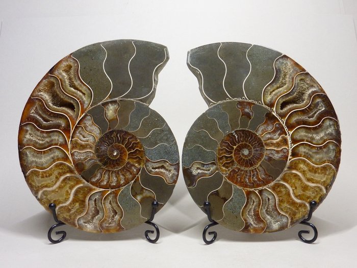 Ammonit - Forstenet dyr - Aioloceras (Cleoniceras) sp. - 17.5 cm