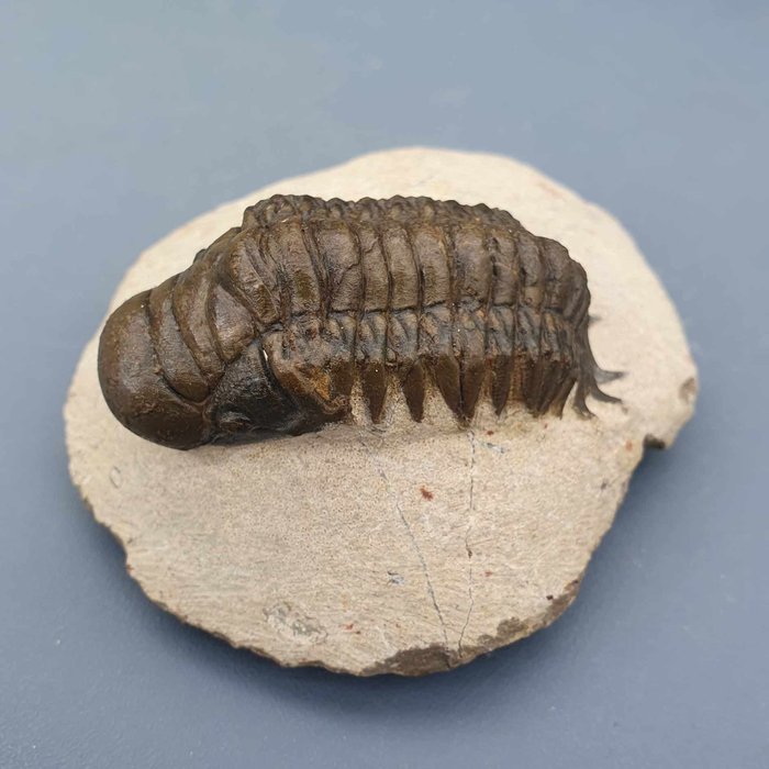 三叶虫 - 动物化石 - Crotalocephalina gibbus - 5.4 cm - 2.5 cm