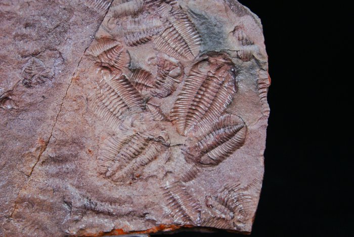 Riesige Sterbetafel für Trilobiten - Fossile Sterblichkeitsplatte - Fondo marino - 26 cm
