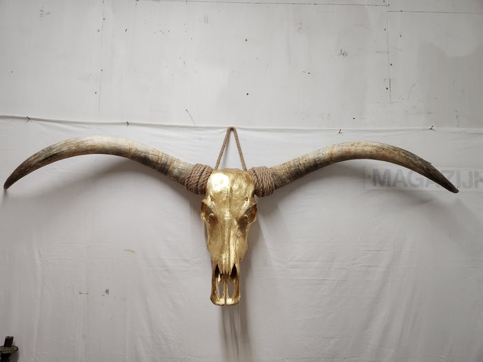 Gado Longhorn Crânio - Bos taurus - 60 cm - 170 cm - 20 cm- Espéciesnão-CITES