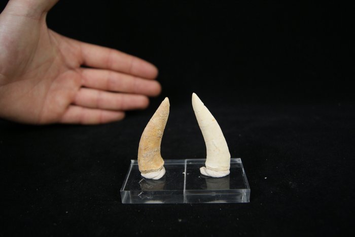 Fisch - Fossile Zähne - Enchodus Lybicus
