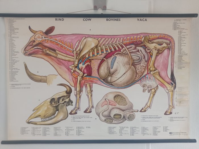 教學用圖 - 美麗的學校海報牛/牛的解剖 - 亞麻