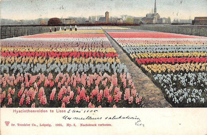 Blomlökfält, Tulpanfält, blomsterlökar Hyacinter, blommor Tulpaner, Lisse Haarlem Hillegom - Vykort (80) - 1900-1950
