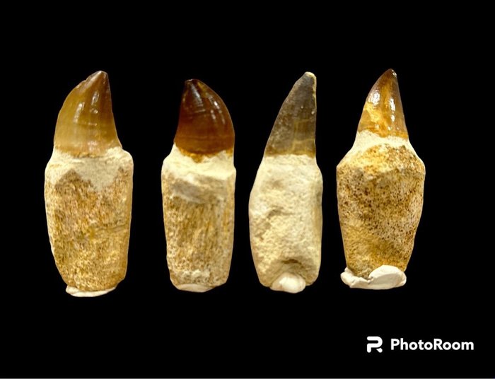 dien - Fossilised tusk - Dientes de Mosasaurio - 8 cm - 0 cm