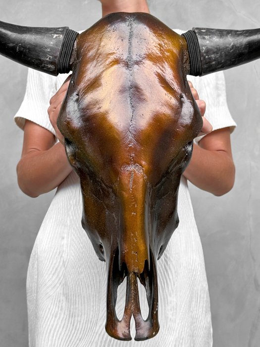 SENZA PREZZO DI RISERVA - Teschio di toro dipinto - Colore marrone metallizzato - Teschio - Bos Taurus - 45 cm - 54 cm - 22 cm- Specie non CITES -  (1)