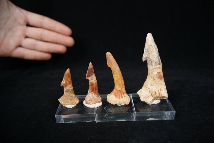 Riesige Riesensägehai-Sammlung - Fossile Zähne - Onchopristis sp.