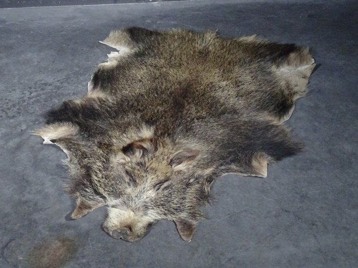 old Wild Boar Skin Taxidermy full body mount - Sus scrofa - 105 cm - 135 cm - 2 cm - Non-CITES species