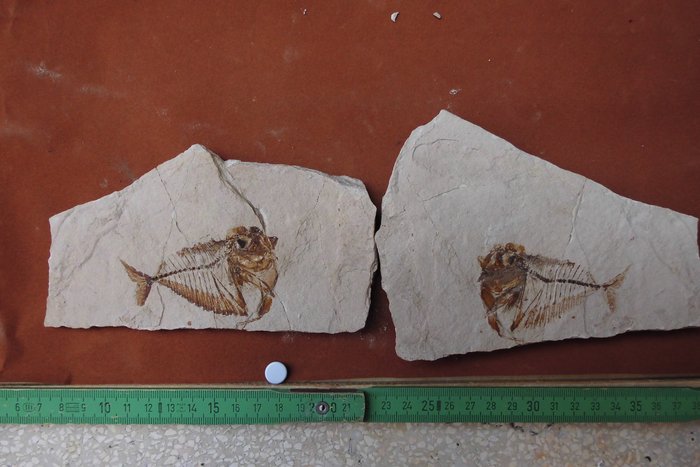 peixe fóssil mene oblonga - Amostra fóssil com vários espécimes