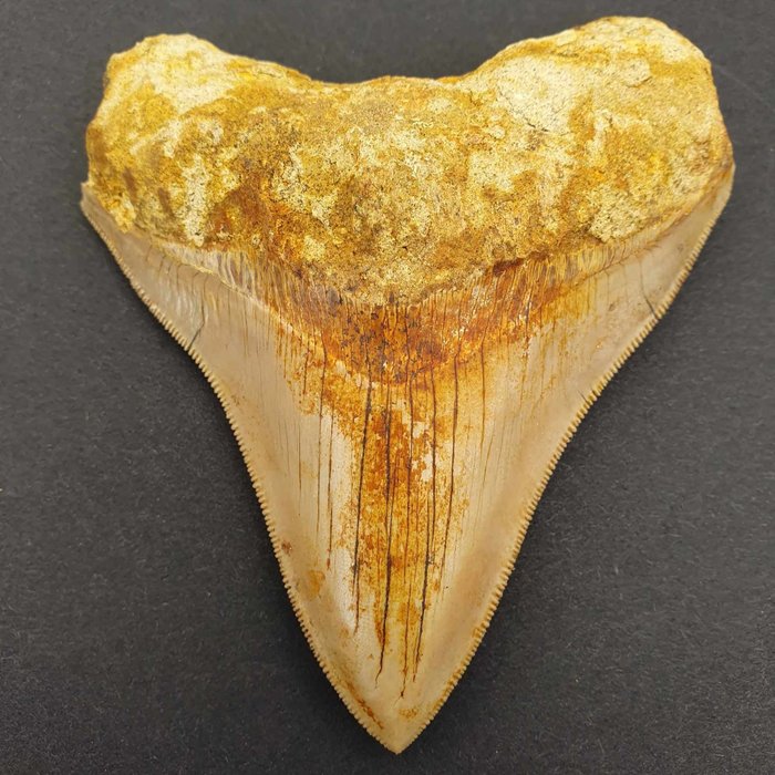 Natürlicher Megalodon-Hai - Fossiler Zahn - megaselachus megalodon - 110 mm - 92 mm