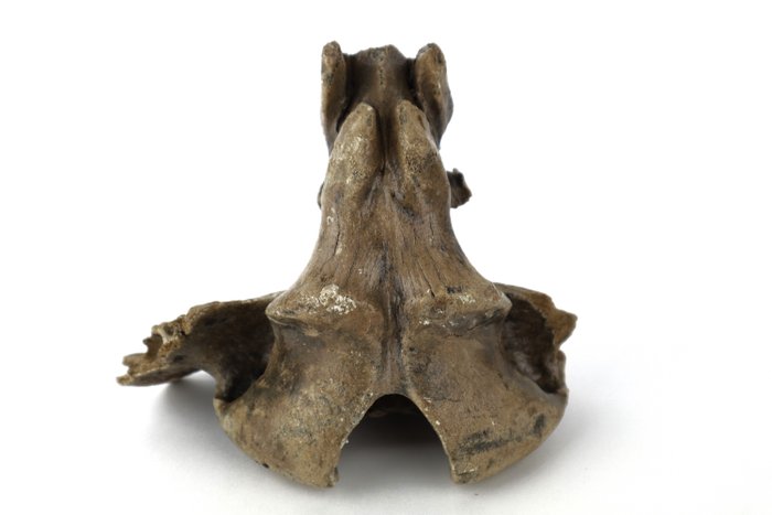 Pleistocen bison - Fossilt ben - Bison priscus