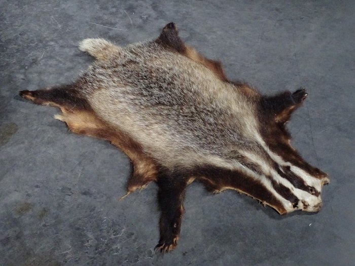 獾 研究皮膚 - Meles meles - 65 cm - 100 cm - 1 cm