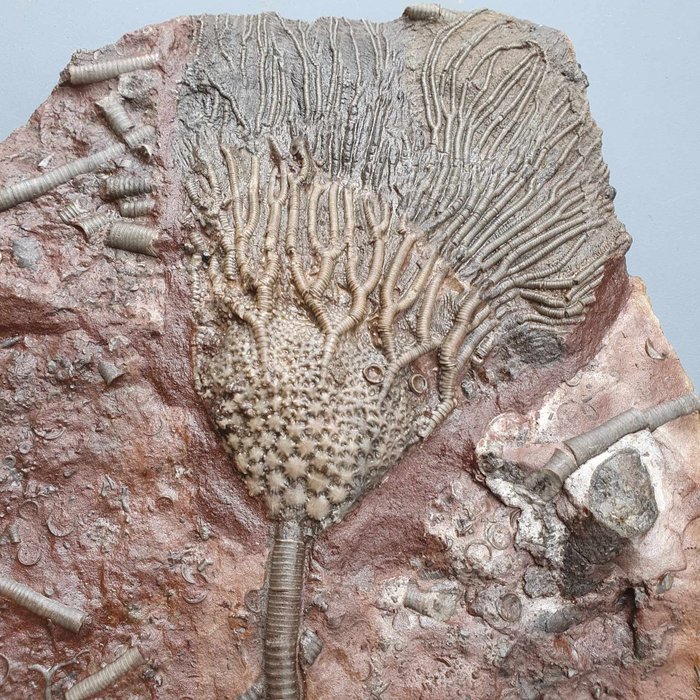 Crinoidea - Animal fossilizado - Scyphocrinus elegans - 303 mm - 212 mm