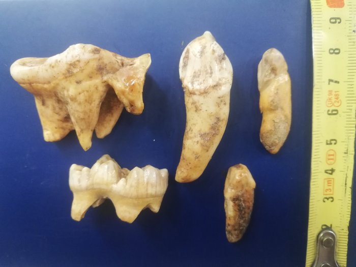 Ours des cavernes - Dents fossiles - Ursus spelaeus