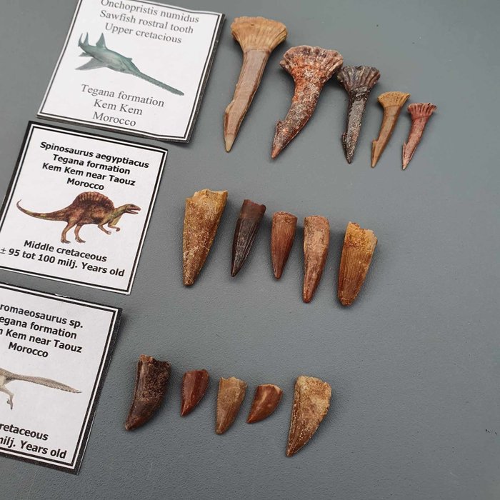 Dinosauro - Denti fossili - Spinosaur, Dromaeosaurus & Onchopristus (15) - 42 mm - 18 mm