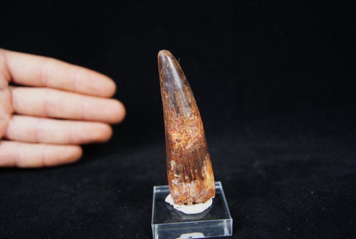 Spinosaurus large size without reservation!! - Fossil tooth - Spinosaurio Aegyptiacus