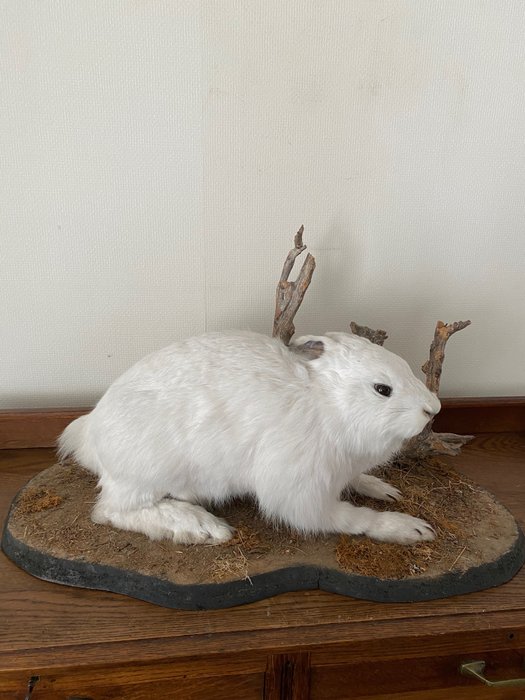 雪鞋野兔 標本全身支架 - Lepus timidus - 26 cm - 35 cm - 59 cm - 非《瀕臨絕種野生動植物國際貿易公約》物種 - 1