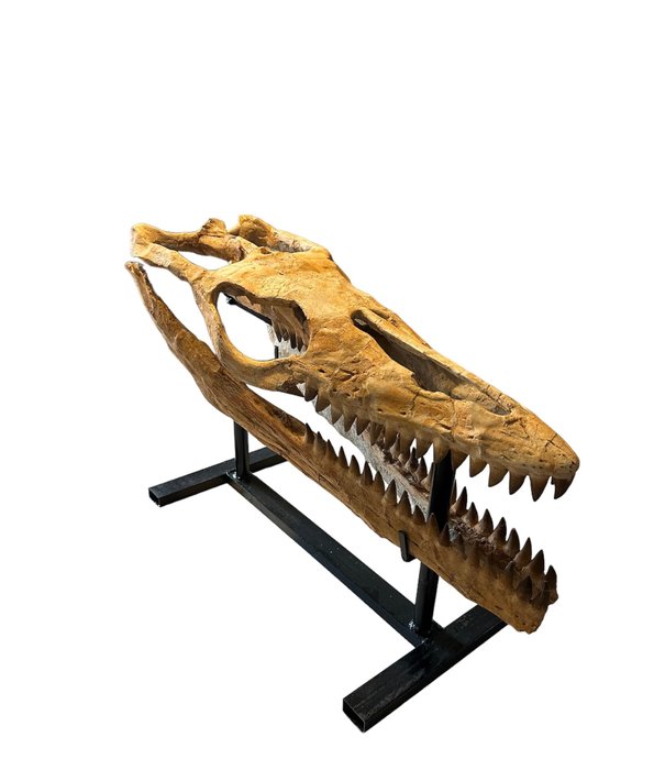 Mosasaur - Fossilt kranium - Mosasaurus sp. - 75 cm - 26 cm