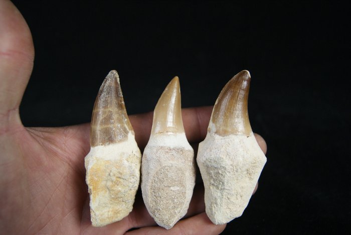 Coleção Mosassauro - Dente fóssil - Mosasaurus